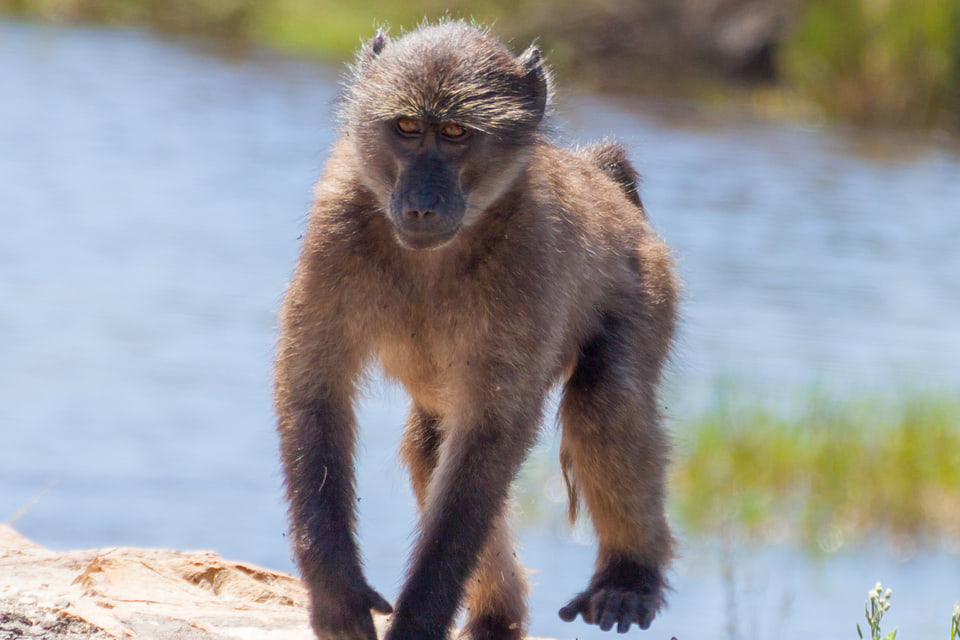 Baboon walking across rocky ground beside water.