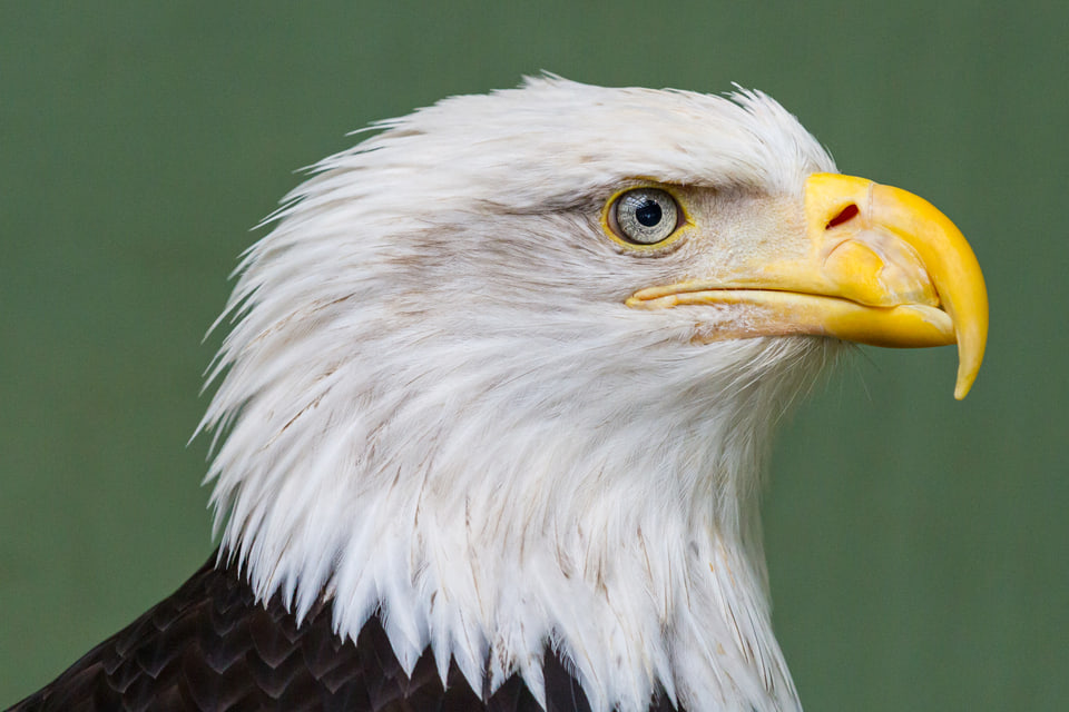 Close portrait of a bald eagle in profile.
